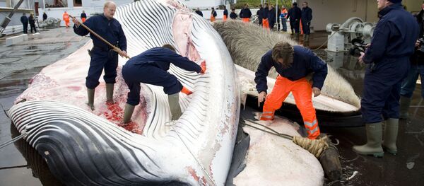 日本脱离国际捕鲸委员会或恢复捕捞作业 - 俄罗斯卫星通讯社