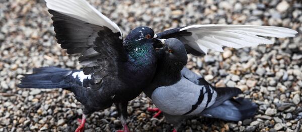 消防员为法国东南部2500只鸽子送“救命水” - 俄罗斯卫星通讯社