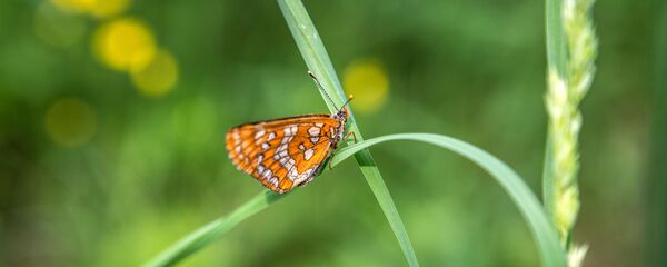 Бабочка огневка на полевом цветке в Республике Карелия Бабочка огневка на полевом цветке в Республике Карелия - 俄罗斯卫星通讯社