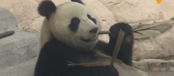 大熊貓日常生活在線直播 - 俄羅斯衛星通訊社