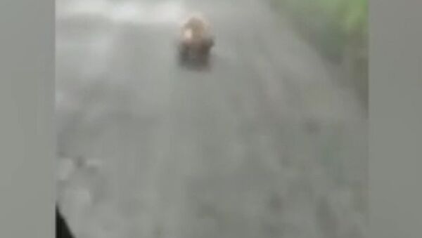Wild bear stuns car driver with its 'lightning' speed as it runs on a mountain path - 俄羅斯衛星通訊社