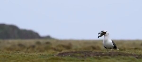 海鷗不拿兔子當午餐吃甚麼？（視頻） - 俄羅斯衛星通訊社