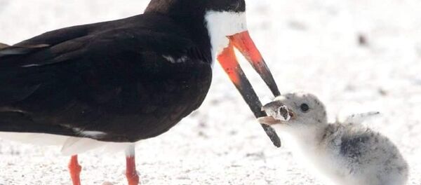 一只试着喂雏鸟烟头的鸟被拍下 - 俄罗斯卫星通讯社