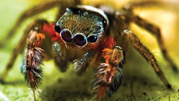 德国专家发现新蜘蛛 撞型“老佛爷” - 俄罗斯卫星通讯社