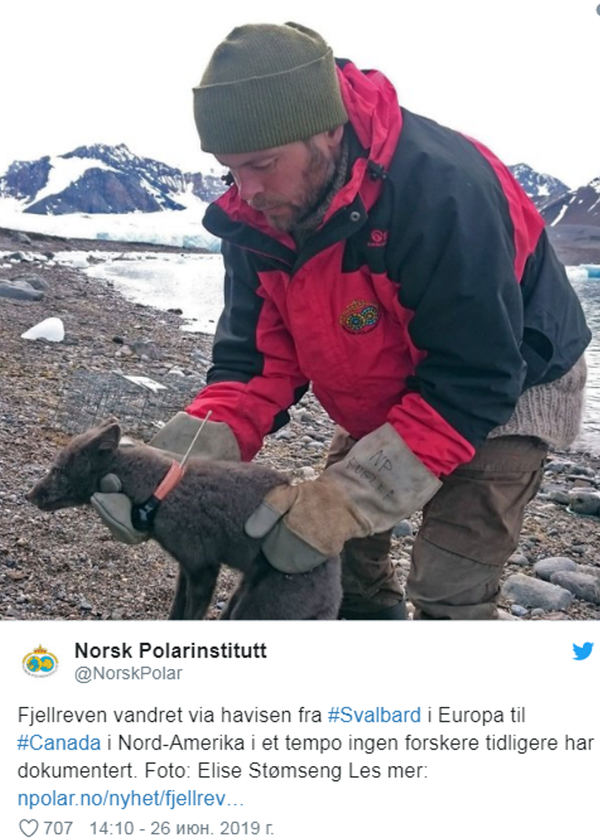 北極狐76天從挪威跑到加拿大 - 俄羅斯衛星通訊社