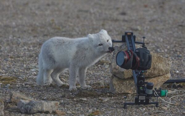 北極狐“牙啃”中國遊客相機 - 俄羅斯衛星通訊社