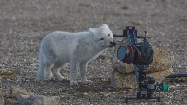 北極狐76天從挪威跑到加拿大 - 俄羅斯衛星通訊社