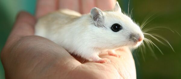 Лабораторная мышь - 俄罗斯卫星通讯社