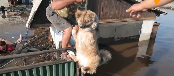 俄救援队拯救伊尔库茨克州洪灾中被困动物 俄救援队拯救伊尔库茨克州洪灾中被困动物 - 俄罗斯卫星通讯社