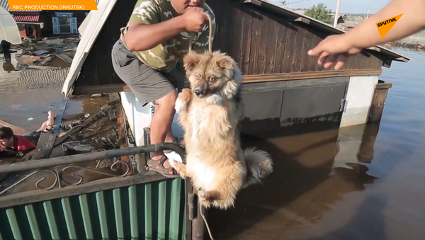 俄救援隊拯救伊爾庫茨克州洪災中被困動物 - 俄羅斯衛星通訊社