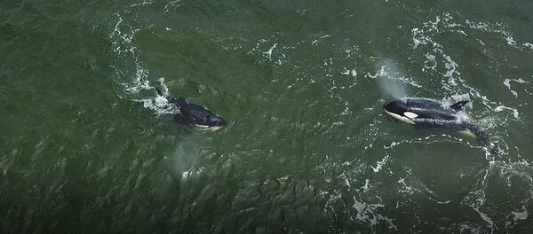 俄科学家从远东“鲸鱼监狱”放归第二批鲸鱼 - 俄罗斯卫星通讯社