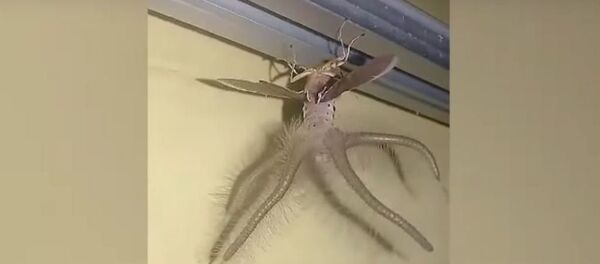 印度男子拍到一只长翅膀有触角的奇怪生物 - 俄罗斯卫星通讯社