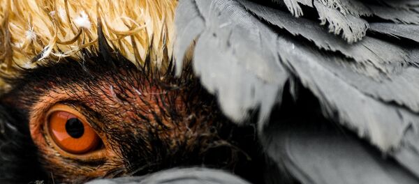 中国黄（渤）海候鸟栖息地入选世遗名录 世遗总数增至54处 - 俄罗斯卫星通讯社