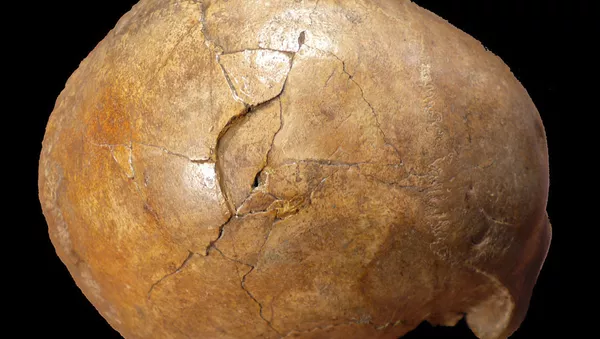科學家破獲33000年前謀殺案 - 俄羅斯衛星通訊社
