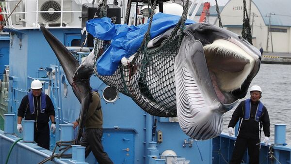 日本的陷阱：恢复商业捕鲸将如何影响国家形象？ - 俄罗斯卫星通讯社