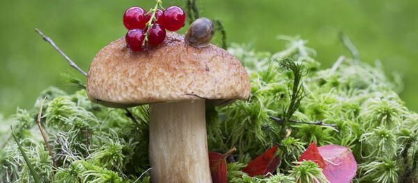 俄动植物卫生监督局：滨海边疆区对华白桦茸出口激增 - 俄罗斯卫星通讯社