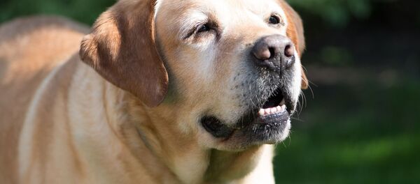 英国老妇与狗玩耍 数天后去世 - 俄罗斯卫星通讯社