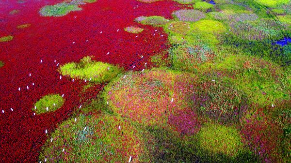 中國 - 俄羅斯衛星通訊社