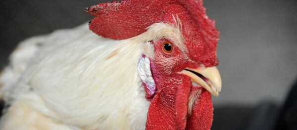 公雞夜間頻打鳴被法院關禁閉 - 俄羅斯衛星通訊社