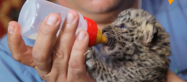 被母豹抛弃的小豹子 - 俄罗斯卫星通讯社