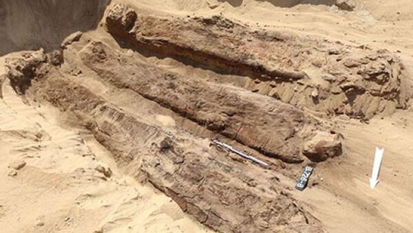 在埃及北部發現放在木棺中的木乃伊 - 俄羅斯衛星通訊社