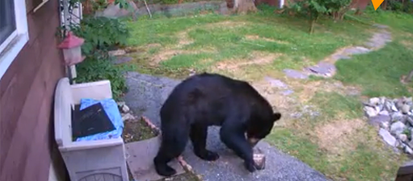 狗趕走隔壁花園來的熊 - 俄羅斯衛星通訊社