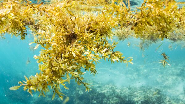 滨海边疆区科研人员研发出基于海藻和乳清的维生素饮料 - 俄罗斯卫星通讯社