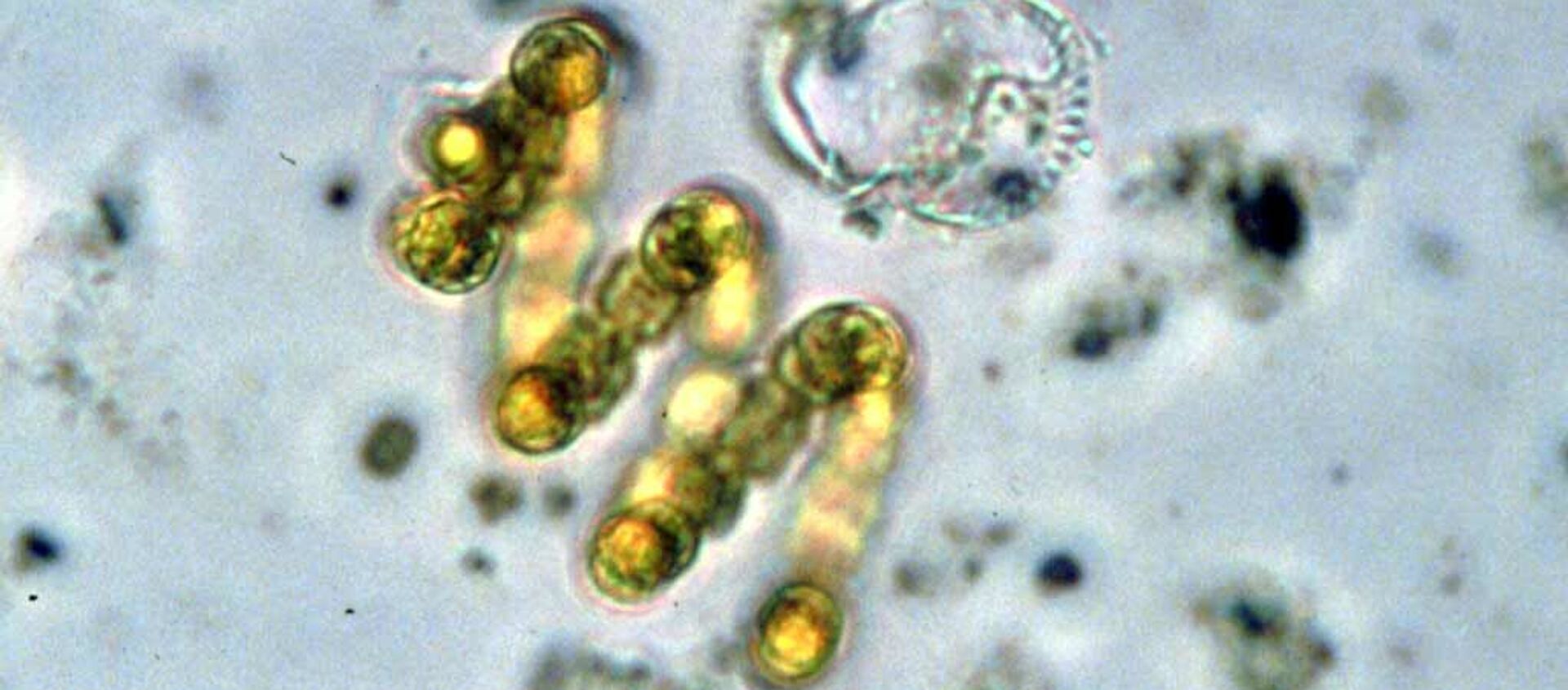 Цианобактерии Anabaena spiroides - 俄罗斯卫星通讯社, 1920, 25.09.2020