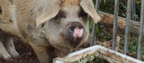 俄“共青城”超前發展區或擴大以建設採礦選礦聯合企業和養豬場 - 俄羅斯衛星通訊社