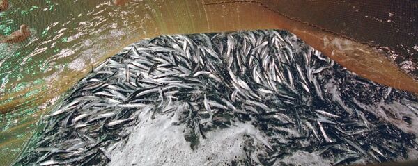 秋刀魚捕撈 - 俄羅斯衛星通訊社