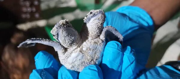 马来群岛一岛屿现双头龟 - 俄罗斯卫星通讯社