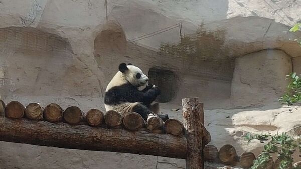 莫斯科動物園大熊貓樂見遊客回歸 - 俄羅斯衛星通訊社