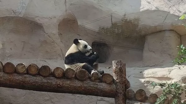 莫斯科動物園將於7月28日至8月3日舉辦熊貓周主題活動 - 俄羅斯衛星通訊社
