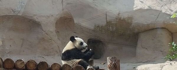 莫斯科動物園大熊貓樂見遊客回歸 - 俄羅斯衛星通訊社