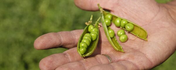 青豌豆 - 俄罗斯卫星通讯社