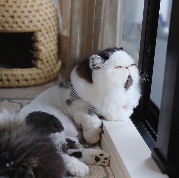 下巴上长胡子的猫征服网络 - 俄罗斯卫星通讯社