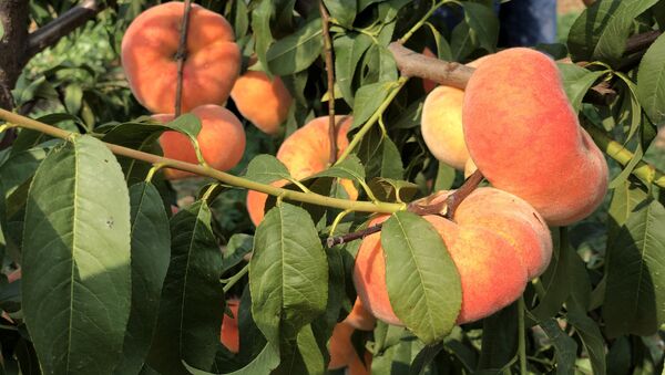 Названы неожиданные полезные свойства персиков - 俄羅斯衛星通訊社