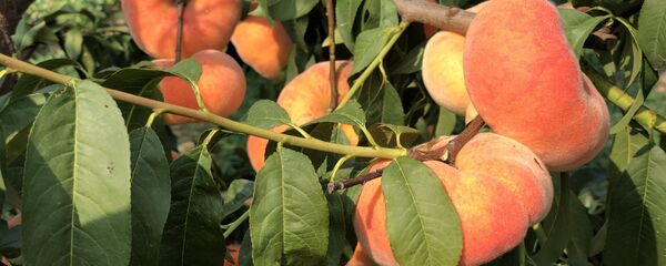 俄罗斯民众能否有机会吃上中国这款“网红”蜜桃？ - 俄罗斯卫星通讯社