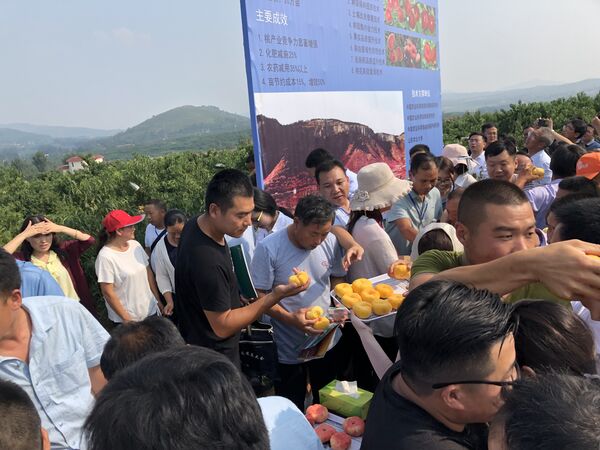 俄罗斯民众能否有机会吃上中国这款“网红”蜜桃? 俄罗斯民众能否有机会吃上中国这款“网红”蜜桃? - 俄罗斯卫星通讯社
