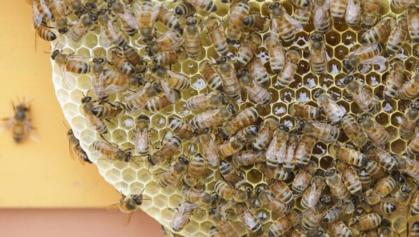 俄農業部：蜜蜂死亡不會帶來農作物產量下滑的風險 - 俄羅斯衛星通訊社