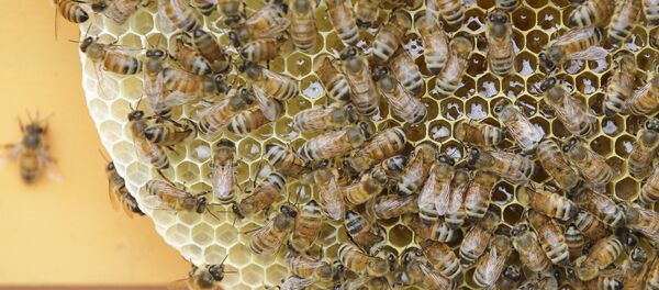 俄农业部：蜜蜂死亡不会带来农作物产量下滑的风险 - 俄罗斯卫星通讯社