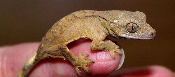 中国博主直播活吃蜈蚣死亡 - 俄罗斯卫星通讯社