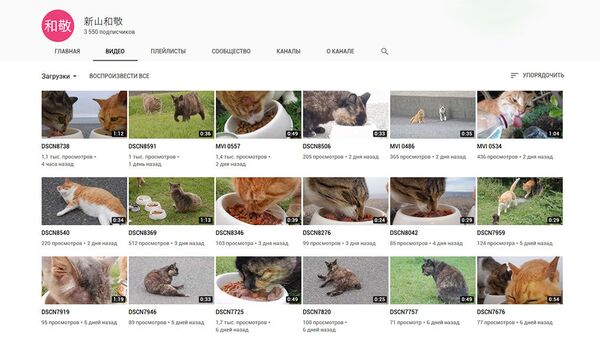 一名日本人在YouTube發佈2萬多個貓視頻 - 俄羅斯衛星通訊社