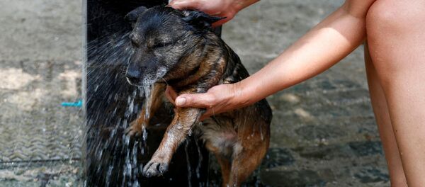 比利时与荷兰高温打破往年纪录 - 俄罗斯卫星通讯社