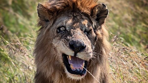 肯尼亚自然保护区发现独眼雄狮　神似“刀疤” - 俄罗斯卫星通讯社
