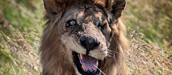 肯尼亞自然保護區發現獨眼雄獅 神似“刀疤” 肯尼亞自然保護區發現獨眼雄獅 神似“刀疤” - 俄羅斯衛星通訊社