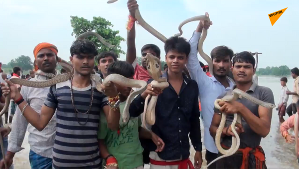 印度欢庆传统蛇节 - 俄罗斯卫星通讯社