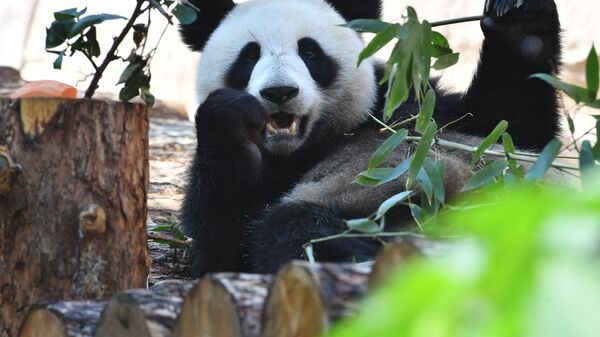 莫斯科動物園介紹兩只中國大熊貓的生活 - 俄羅斯衛星通訊社
