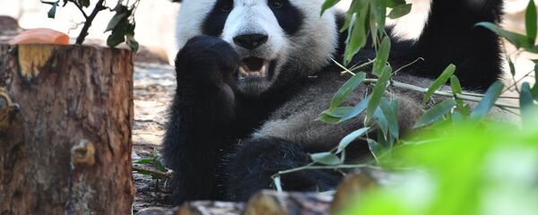 莫斯科动物园访客可以整个冬季看到大熊猫和北极熊 - 俄罗斯卫星通讯社