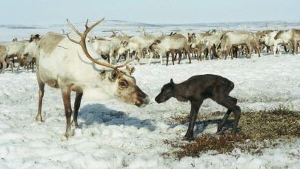 学者：气候变化导致挪威斯匹次卑尔根群岛大批驯鹿死亡 - 俄罗斯卫星通讯社